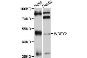 Western blot analysis of extracts of various cell lines, using WDFY2 antibody (ABIN5999186) at 1/1000 dilution. (WDFY2 antibody)