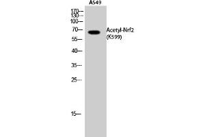 Western Blot analysis of A549 cells using Acetyl-Nrf2 (K599) Polyclonal Antibody. (NRF2 antibody  (acLys599))