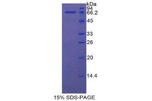 SDS-PAGE (SDS) image for Heat Shock 70kDa Protein 1A (HSPA1A) (AA 1-641) protein (His tag) (ABIN1980891) (HSP70 1A Protein (AA 1-641) (His tag))