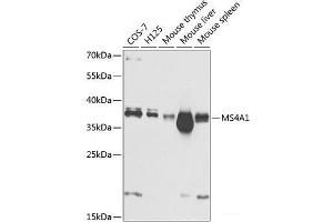 Western blot analysis of extracts of various cell lines using MS4A1 Polyclonal Antibody at dilution of 1:1000. (CD20 antibody)