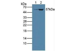 Figure. (CYP3A4 antibody  (AA 344-497))