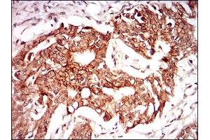 Immunohistochemistry (IHC) image for anti-Paraoxonase 1 (PON1) (AA 20-155) antibody (ABIN1724910)