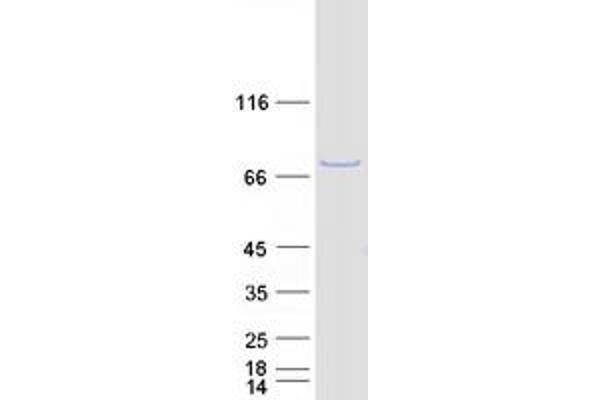 LRCH4 Protein (Myc-DYKDDDDK Tag)