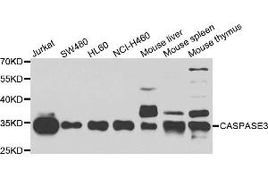 Western blot analysis of extracts of various cell lines using CASP3 antibody. (Caspase 3 antibody)