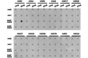 Western Blotting (WB) image for anti-Histone 3 (H3) (H3R2me2a) antibody (ABIN1873014) (Histone 3 antibody  (H3R2me2a))