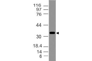 Image no. 1 for anti-Myeloid Differentiation Primary Response Gene (88) (MYD88) (AA 13-221) antibody (ABIN5027490) (MYD88 antibody  (AA 13-221))