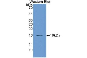 Western Blotting (WB) image for anti-Lysyl Oxidase-Like 1 (LOXL1) (AA 367-514) antibody (ABIN1859680) (LOXL1 antibody  (AA 367-514))