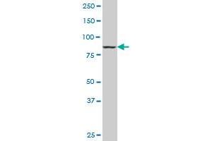 DNAJC10 monoclonal antibody (M02A), clone 3A8. (DNAJC10 antibody  (AA 688-793))