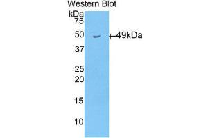 Western Blotting (WB) image for anti-Apolipoprotein D (APOD) (AA 1-189) antibody (ABIN1858059) (Apolipoprotein D antibody  (AA 1-189))