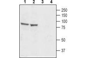 Western blot analysis of rat (lanes 1 and 3) and mouse (lanes 2 and 4) testis lysates: - 1. (CATSPER1 antibody  (3rd Extracellular Loop))