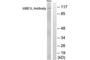 Western blot analysis of extracts from HeLa cells, using UBE1L Antibody. (UBA7 antibody  (AA 963-1012))