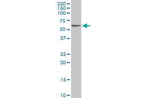 BTNL3 MaxPab polyclonal antibody. (BTNL3 antibody  (AA 1-466))