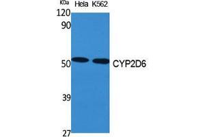 Western Blot (WB) analysis of specific cells using CYP2D6 Polyclonal Antibody. (CYP2D6 antibody  (Internal Region))