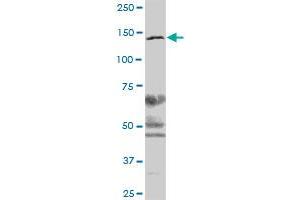 CSPG6 MaxPab polyclonal antibody. (SMC3 antibody  (AA 1-1217))