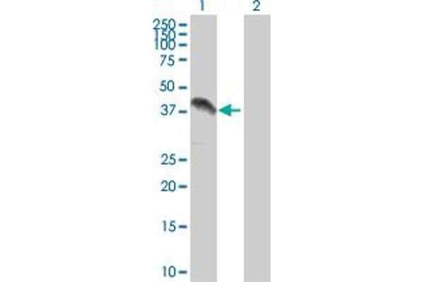 ZFP42 antibody  (AA 1-310)