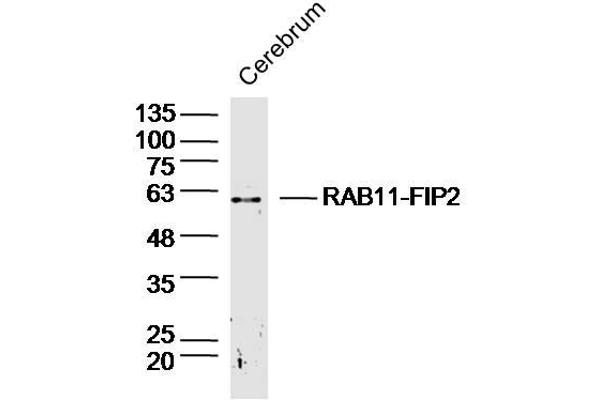 RAB11FIP2 antibody  (AA 331-430)