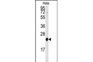 The anti-PBP Pab (ABIN392674 and ABIN2842167) is used in Western blot to detect PBP in HeLa cell lysate. (PEBP1 antibody  (N-Term))