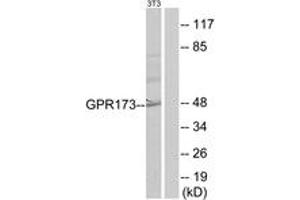 Western blot analysis of extracts from NIH-3T3 cells, using GPR173 Antibody. (GPR173 antibody  (AA 251-300))