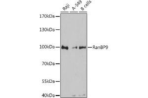 Western blot analysis of extracts of various cell lines, using RanBP9 antibody  at 1:3000 dilution. (Importin 9 antibody  (AA 480-605))