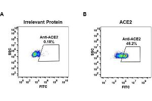 Expi 293 cell line transfected with irrelevant protein  (left) and human   (right) were surface stained with Rabbit anti- monoclonal antibody 1 μg/mL (clone: DM48) followed by Alexa 488-conjugated anti-rabbit IgG secondary antibody. (Recombinant ACE2 antibody  (AA 18-740))