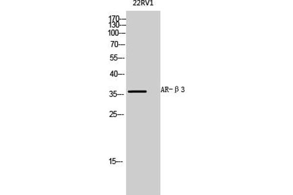 ADRB3 antibody  (AA 220-300)