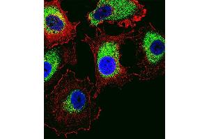 Fluorescent confocal image of MCF-7 cell stained with PTTG2 Antibody (Center) (ABIN1538490 and ABIN2848579). (PTTG2 antibody  (AA 56-84))