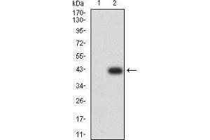 Western blot analysis using SMAD1 mAb against HEK293 (1) and SMAD1 (AA: 1-110)-hIgGFc transfected HEK293 (2) cell lysate. (SMAD1 antibody  (AA 1-110))