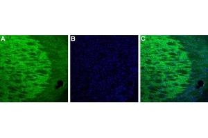 Expression of HCN4 in mouse thalamus - Immunohistochemical staining of mouse thalamus using Guinea pig Anti HCN4 Antibody (ABIN7043283, ABIN7045364 and ABIN7045365). (HCN4 antibody  (Intracellular, N-Term))