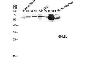 Western blot analysis of Mouse-brain, hela, KB, SH-SY5Y, 293T, 3T3, Mouse-kidney lysate using GNL3L antibody. (GNL3L antibody  (AA 40-120))