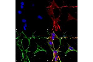 Immunocytochemistry/Immunofluorescence analysis using Mouse Anti-Neuroligin 3 Monoclonal Antibody, Clone S110-29 (ABIN1741462). (Neuroligin 3 antibody  (AA 730-848) (HRP))