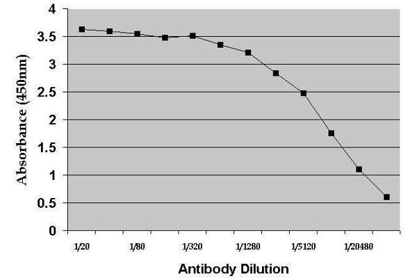 DHEA antibody