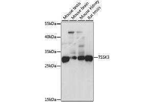 Western blot analysis of extracts of various cell lines, using TSSK3 antibody. (TSSK3 antibody)