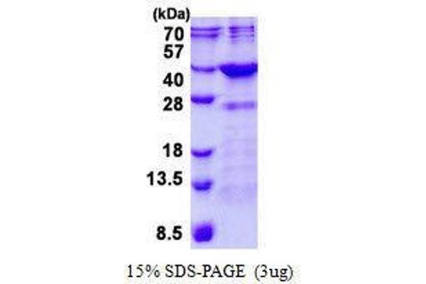 FN3K Protein