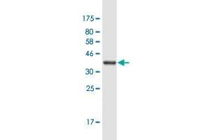 Western Blot detection against Immunogen (36. (KIF21B antibody  (AA 1183-1282))