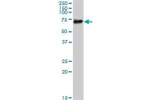 PTGS1 MaxPab polyclonal antibody. (PTGS1 antibody  (AA 1-599))