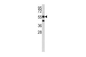 Western blot analysis of HMGCS1 antibody in K562 cell line lysates (35ug/lane) (HMGCS1 antibody  (C-Term))