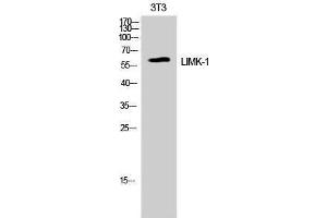 Western Blotting (WB) image for anti-LIM Domain Kinase 1 (LIMK1) (Ser764) antibody (ABIN3185383) (LIM Domain Kinase 1 antibody  (Ser764))