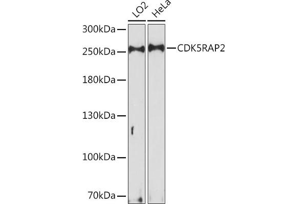 CDK5RAP2 antibody  (AA 1744-1893)