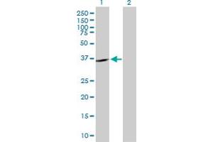 Western Blot analysis of SHOX2 expression in transfected 293T cell line by SHOX2 MaxPab polyclonal antibody. (SHOX2 antibody  (AA 1-355))