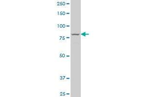 LOXL3 polyclonal antibody (A01), Lot # TBB0060623QCS1 Western Blot analysis of LOXL3 expression in NIH/3T3 (LOXL3 antibody  (AA 171-270))