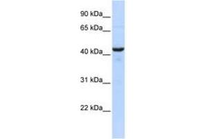 Image no. 1 for anti-Ribonuclease/angiogenin Inhibitor 1 (RNH1) (AA 359-408) antibody (ABIN6744219) (RNH1 antibody  (AA 359-408))