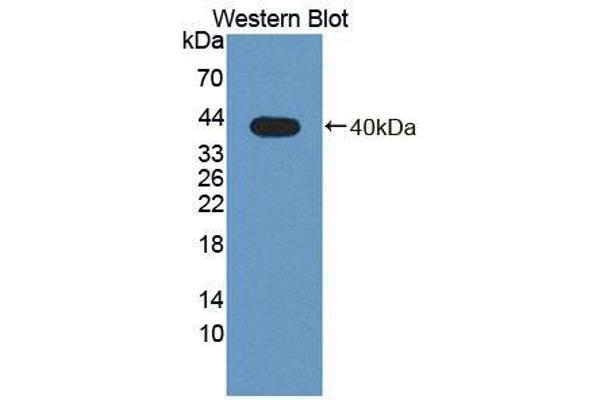 PLSCR4 antibody  (AA 1-299)