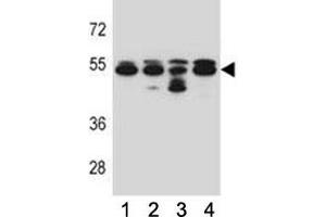 TUBB8 antibody western blot analysis in 293, A549, HepG2, K562 lysate. (Tubulin, beta 8 antibody  (AA 34-62))