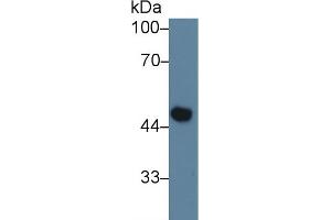 Western blot analysis of Mouse Blood Cells lysate, using Mouse F10 Antibody (3 µg/ml) and HRP-conjugated Goat Anti-Rabbit antibody ( (Coagulation Factor X antibody  (AA 21-481))