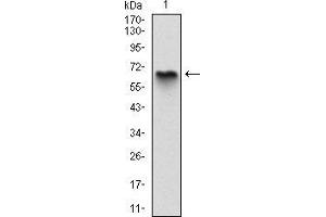 Western Blotting (WB) image for anti-Myelin Basic Protein (MBP) antibody (ABIN969279)