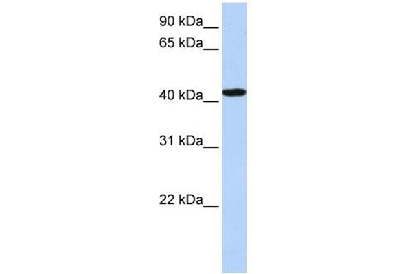 TADA1 antibody