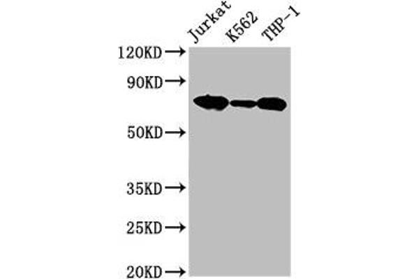 LCP1 antibody  (AA 2-627)
