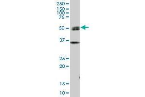 SH2D4A MaxPab polyclonal antibody. (SH2D4A antibody  (AA 1-454))