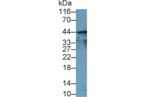 Detection of FAS in Hela cell lysate using Polyclonal Antibody to Factor Related Apoptosis (FAS) (FAS antibody  (AA 48-281))
