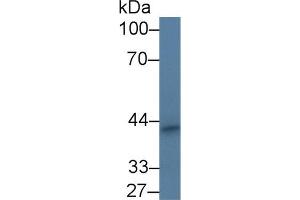 Western Blot; Sample: Mouse Stomach lysate; Primary Ab: 1µg/ml Rabbit Anti-Mouse PPHLN1 Antibody Second Ab: 0. (PPHLN1 antibody  (AA 1-381))